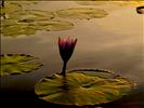 Botswana : Okavango Delta River